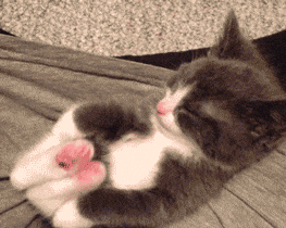 Cat animation